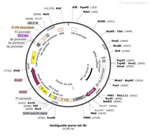 lentiguide puro addgene.